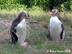 Mum & Dad.....Yellow-eyed Penguins, resting before anothe... by Brian Mayes 